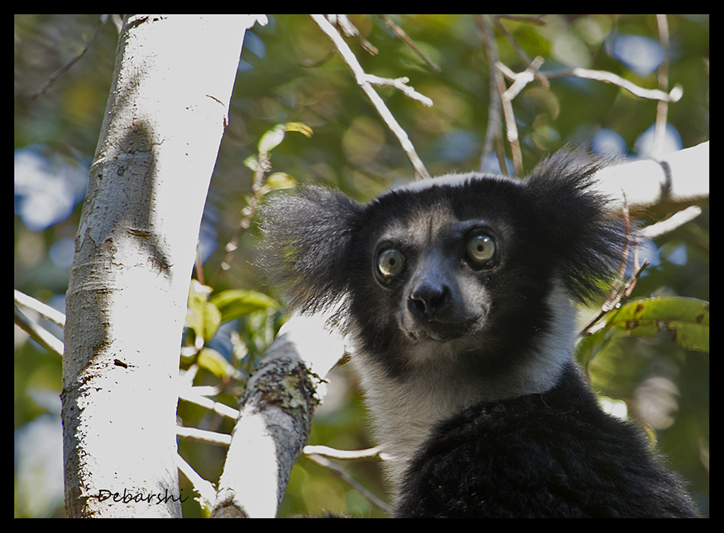 Indri in Andasibe