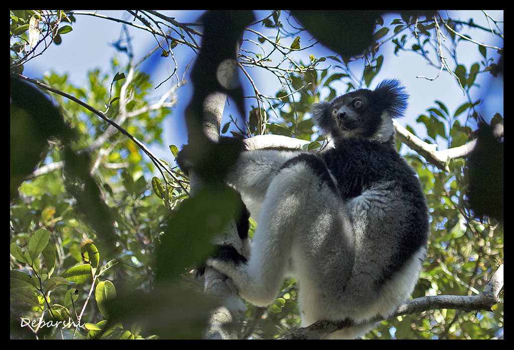 Indri in Andasibe