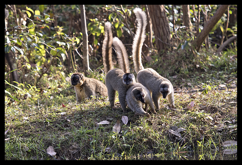 Rescued Brown Lemur in Lemur Island in Vakona Forest Lodge