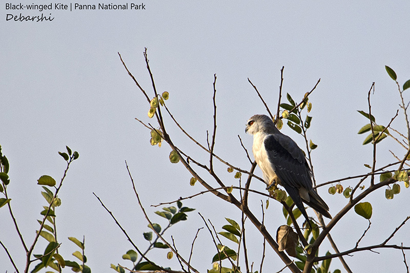 Black Winged Kite in Panna National Park