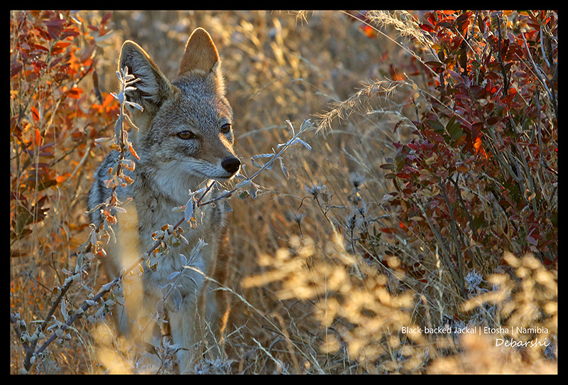 Black Backed Jackal