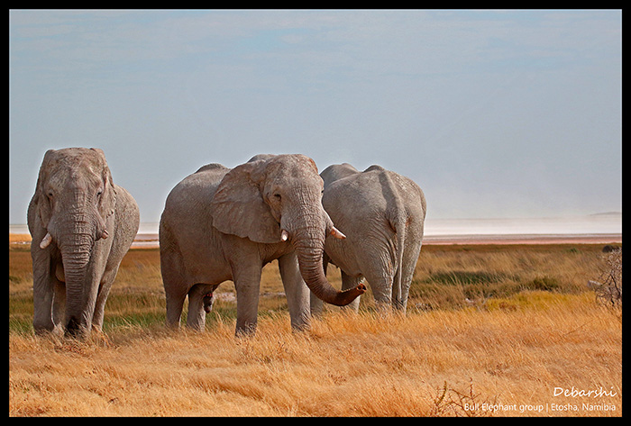 Bull Elephants in Okerfontein Etosha National Park