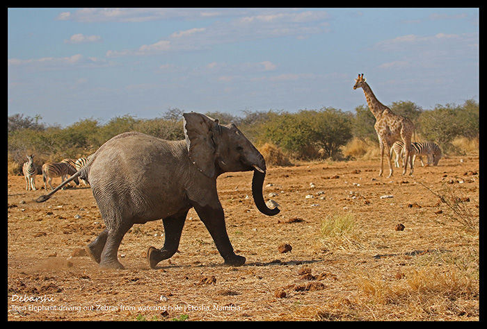 Baby Elephant running to its mother Etosha National Park