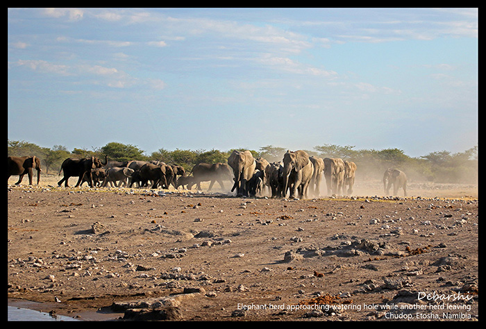 Two Herds of Elephants at Etosha National Park