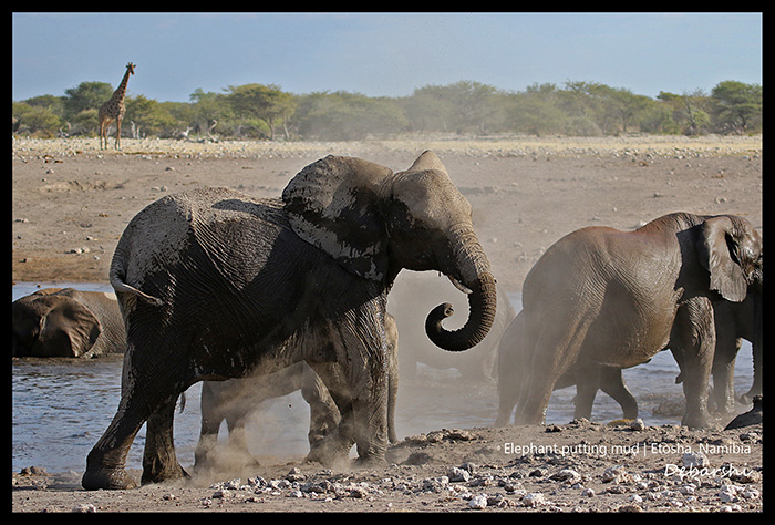 Elephant Leaving the waterhole Etosha National Park