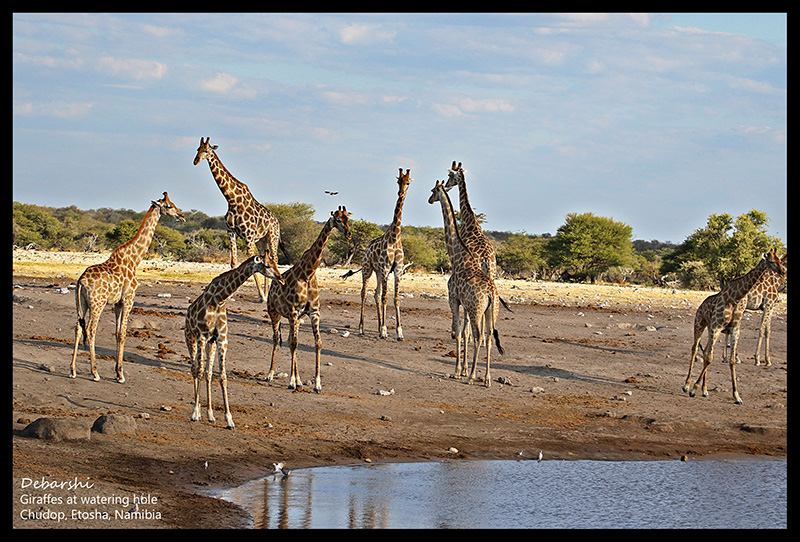 Giraffes at Chudob Watering Hole at Etosha National Park