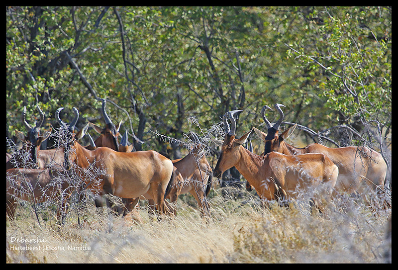 Hartebeest in Western Etosha National Park