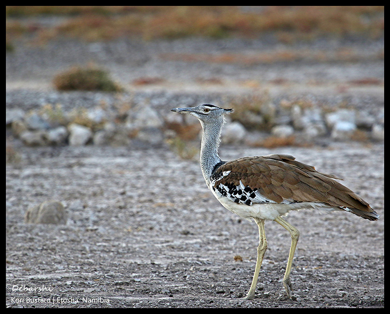 Kori Bustard