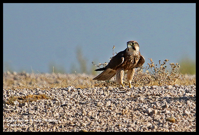 Lanner Falcon