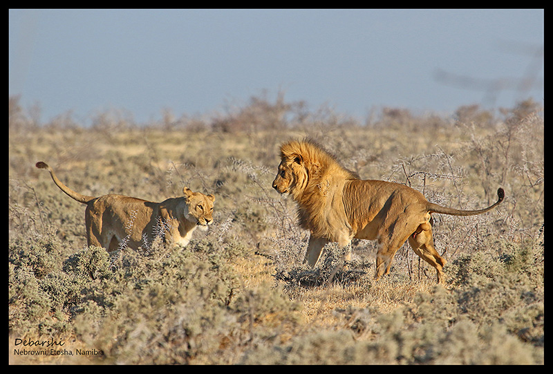 Lion walking to his lioness at Etosha National Park