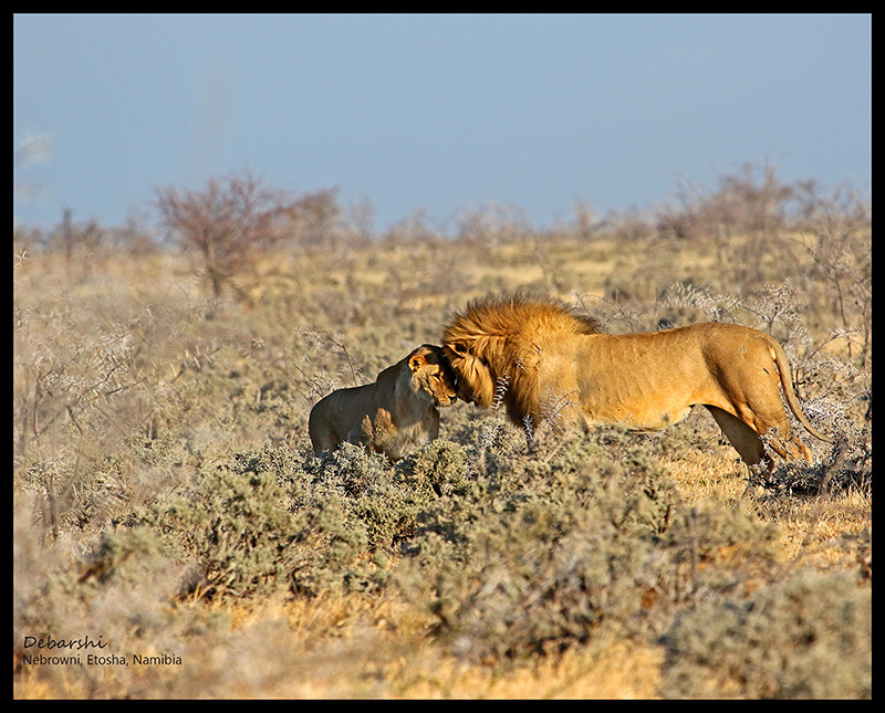 Etosha Lion & Lioness at Etosha National Park