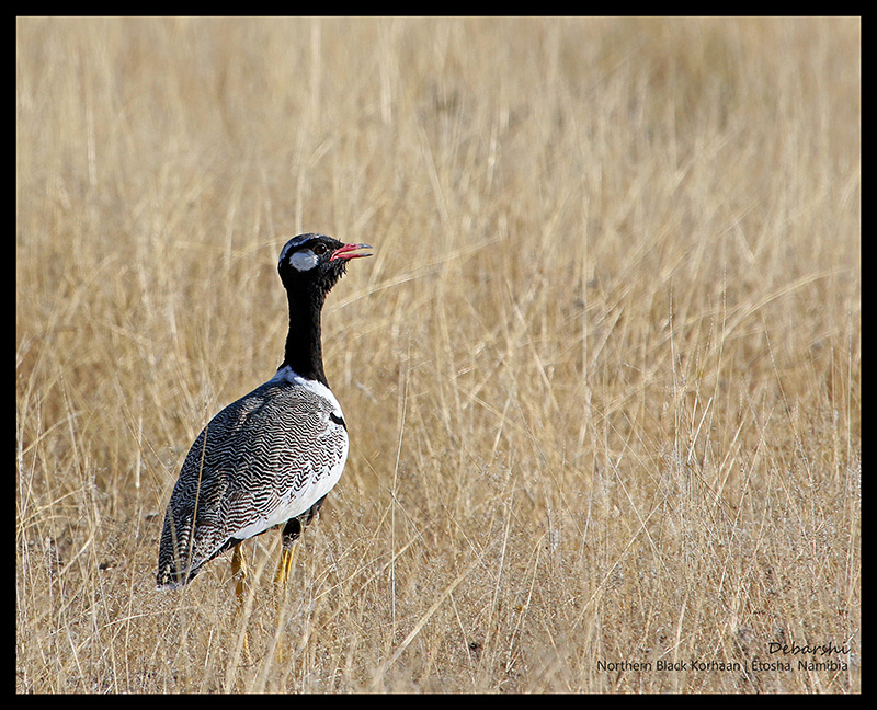 Northern Black Korhaan