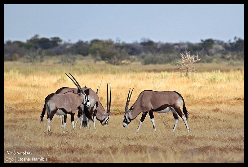 Gemsbok or Oryx at Etosha National Park