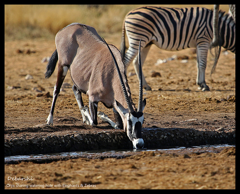 Gemsbok at Etosha National Park