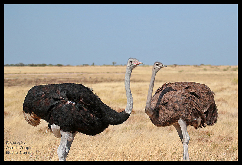 An Ostrich Pair at Etosha National Park