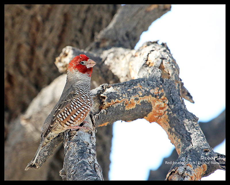 Red Headed Finch