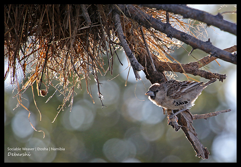 Sociable Weaver 