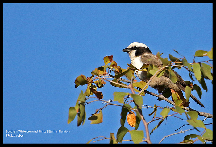 Southern White-Crowned Shrike