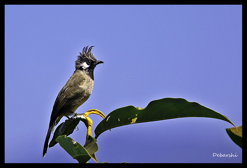 Birds at Ghonday Village Resort