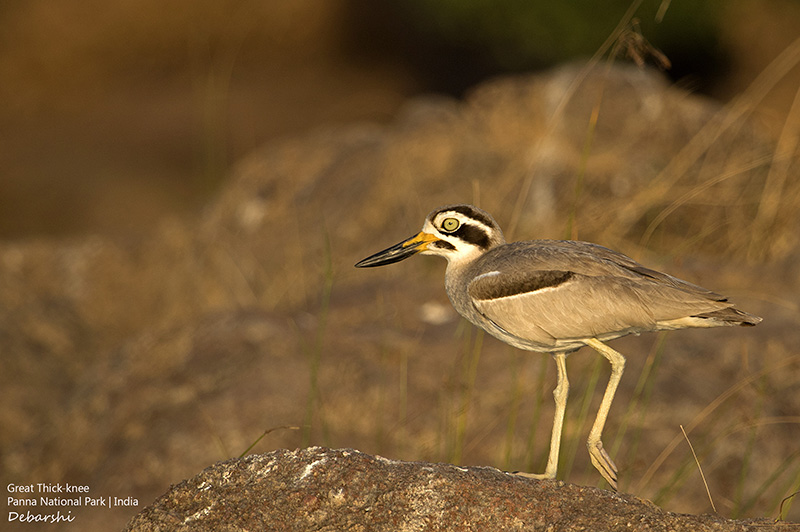 Great Thick-Knee in Ken River