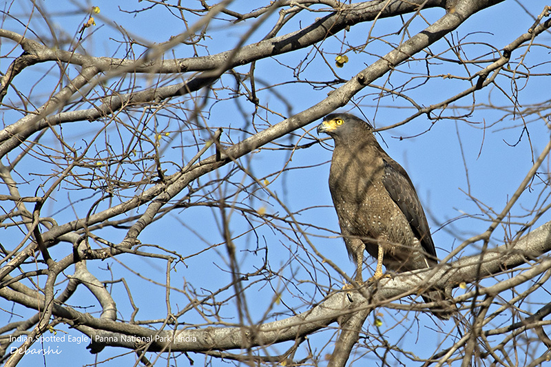 Indian Spotted Eagle in Panna