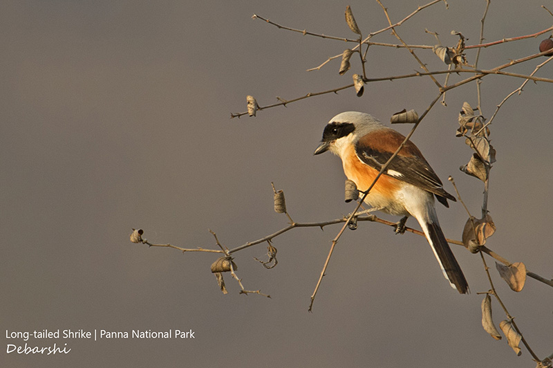 Long-tailed Shrike in Panna National Park