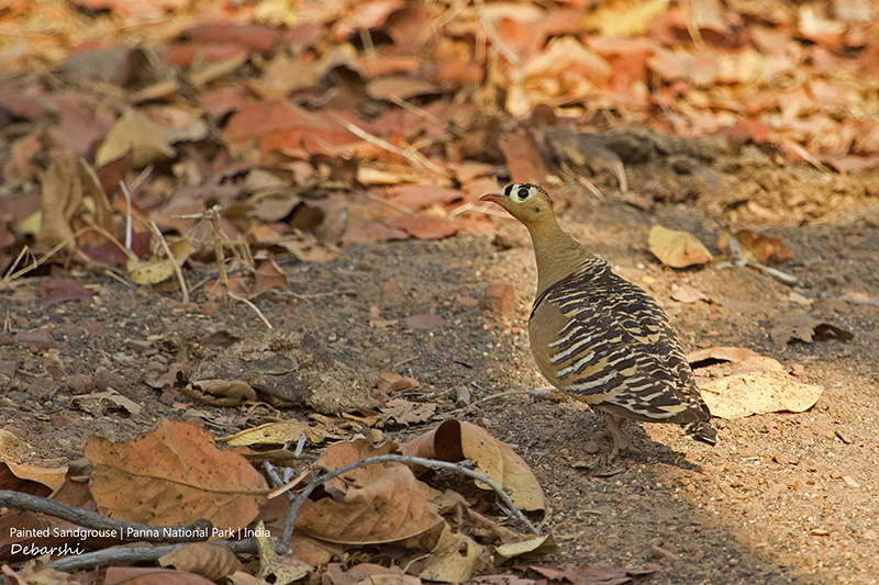 Male Painted Sandgrouse in Panna National Park