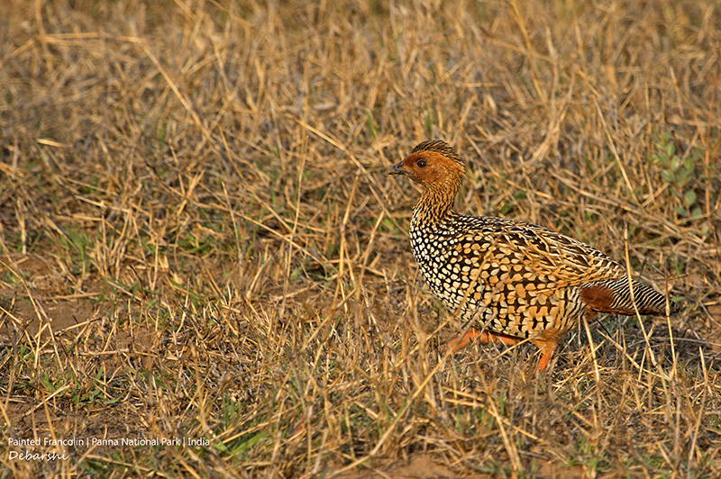 Painted Francolin in Panna National Park