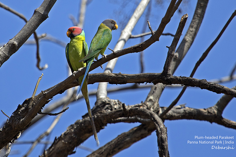 Plum Headed Parakeet