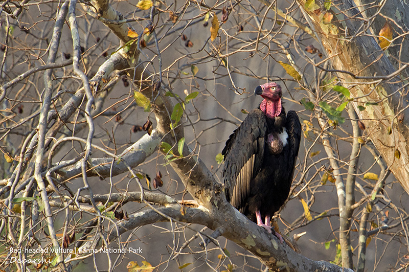 Red-headed Vulture