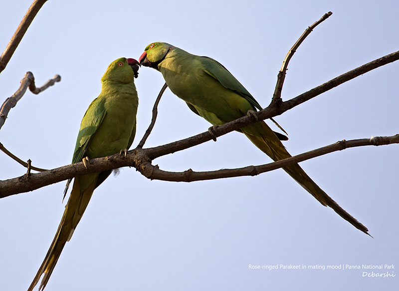 Mating Rose-ringed Parakeets