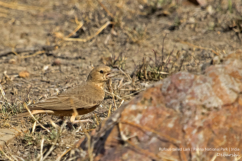 Rufous Tailed Lark in Panna National Park