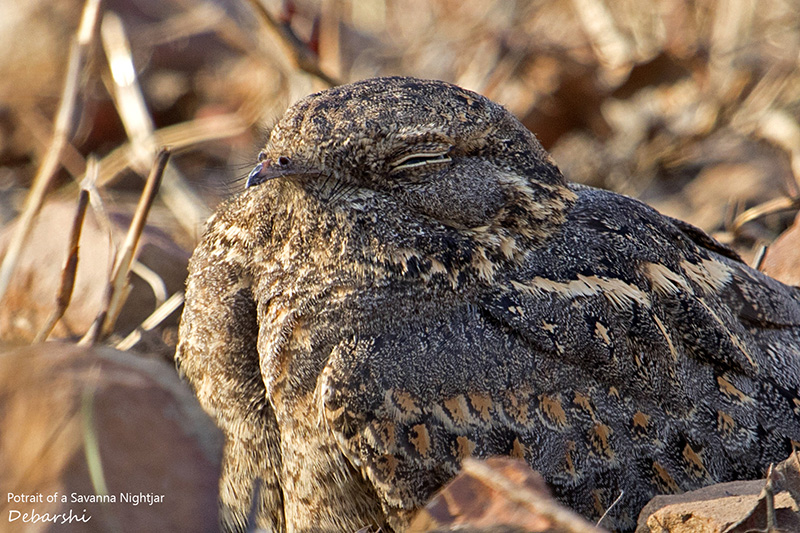 Savanna Nightjar in Camouflage in Broad Daylight