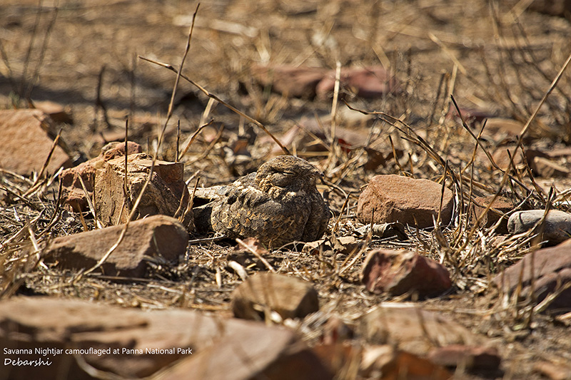 Camoulaged Savanna Nightjar at Panna National Park