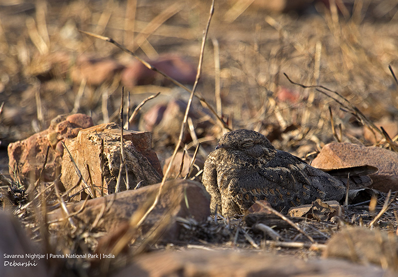 Savanna Nightjar in Camouflage in Broad Daylight