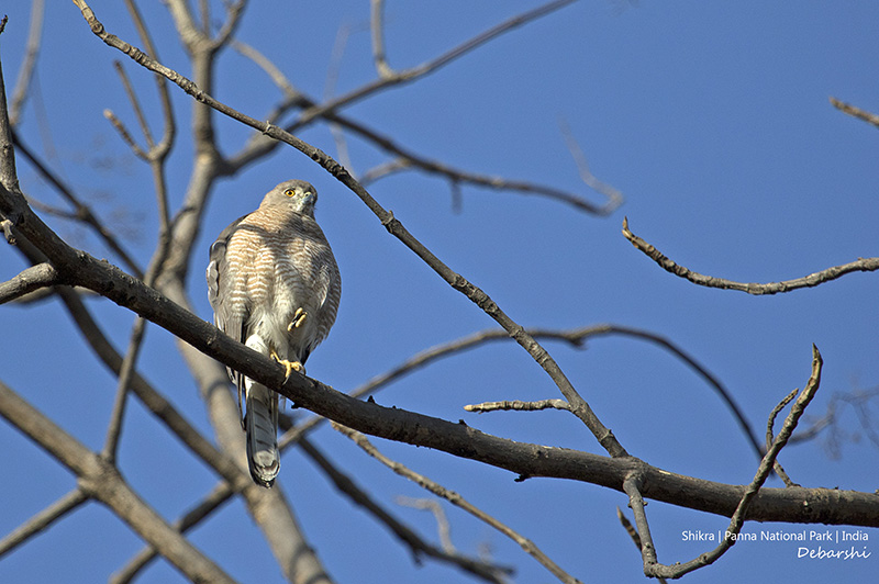 Shikra , one of the raptor birds found in Panna National Park