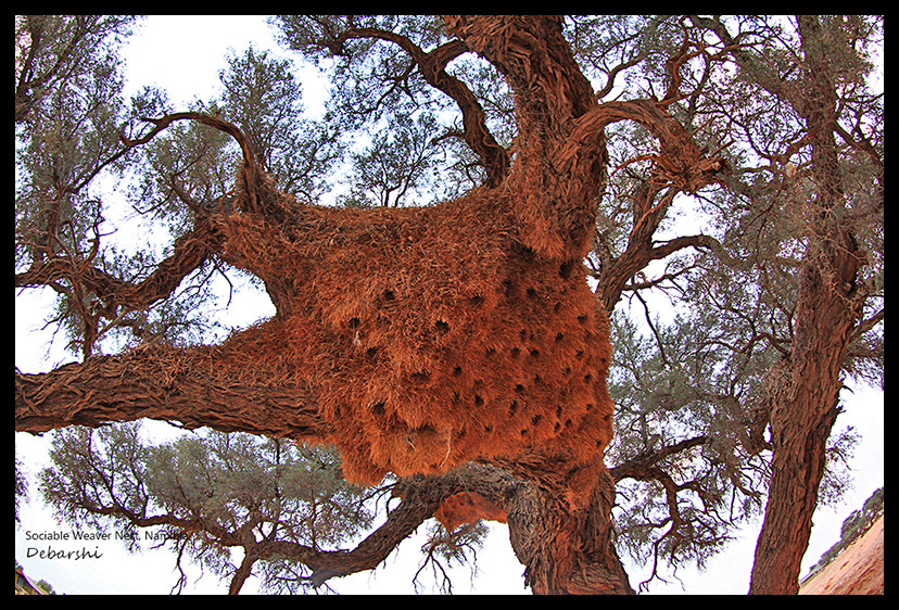 Sociable Weaver Nest