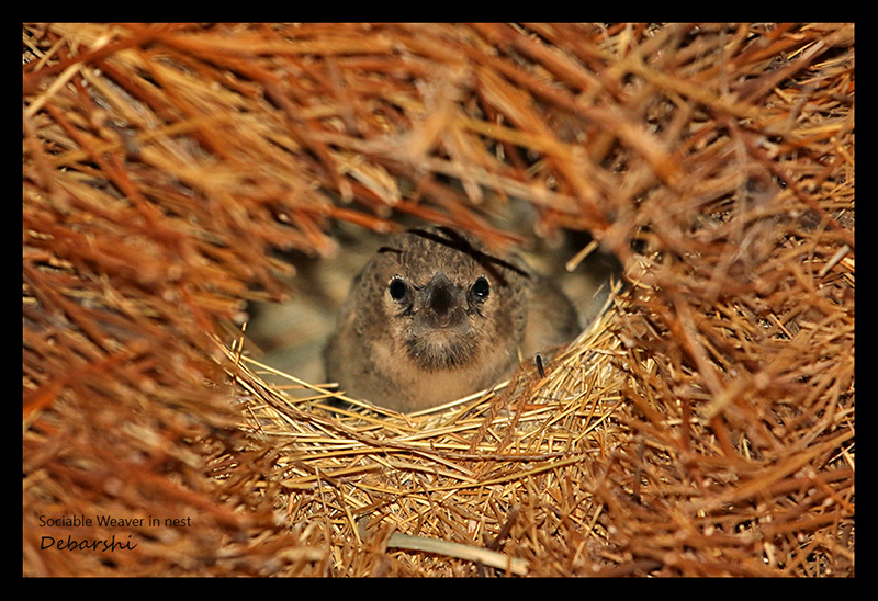 Sociable Weaver peeking out from its nest