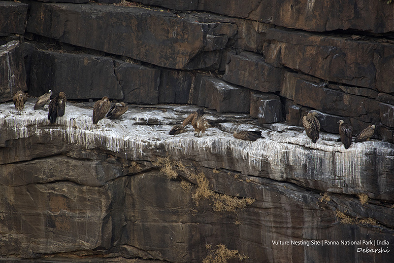 Vulture Nesting in Panna 