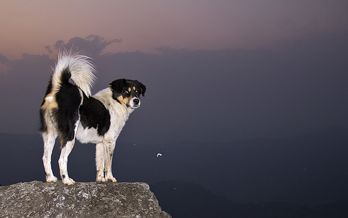 Road trips in India, our companion at Charkhol