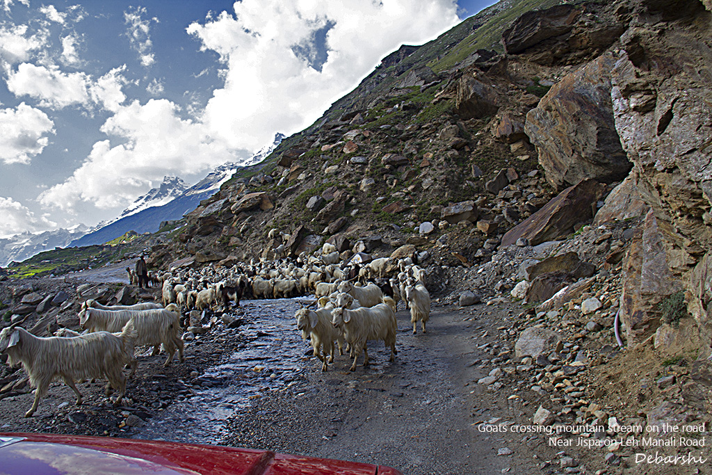 Goats on road crossing mountain stream