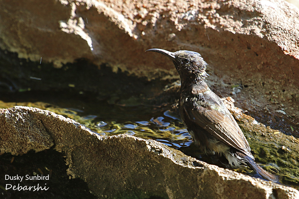 Dusky Sunbird taking a bath