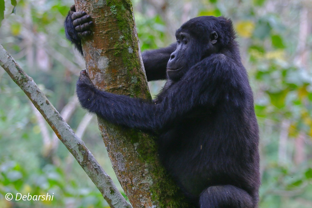 Adult Female Gorilla