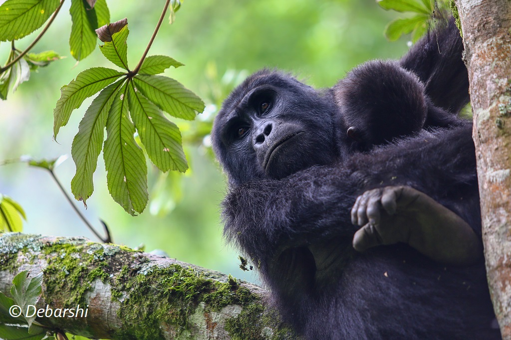 Adult female gorilla resting with baby