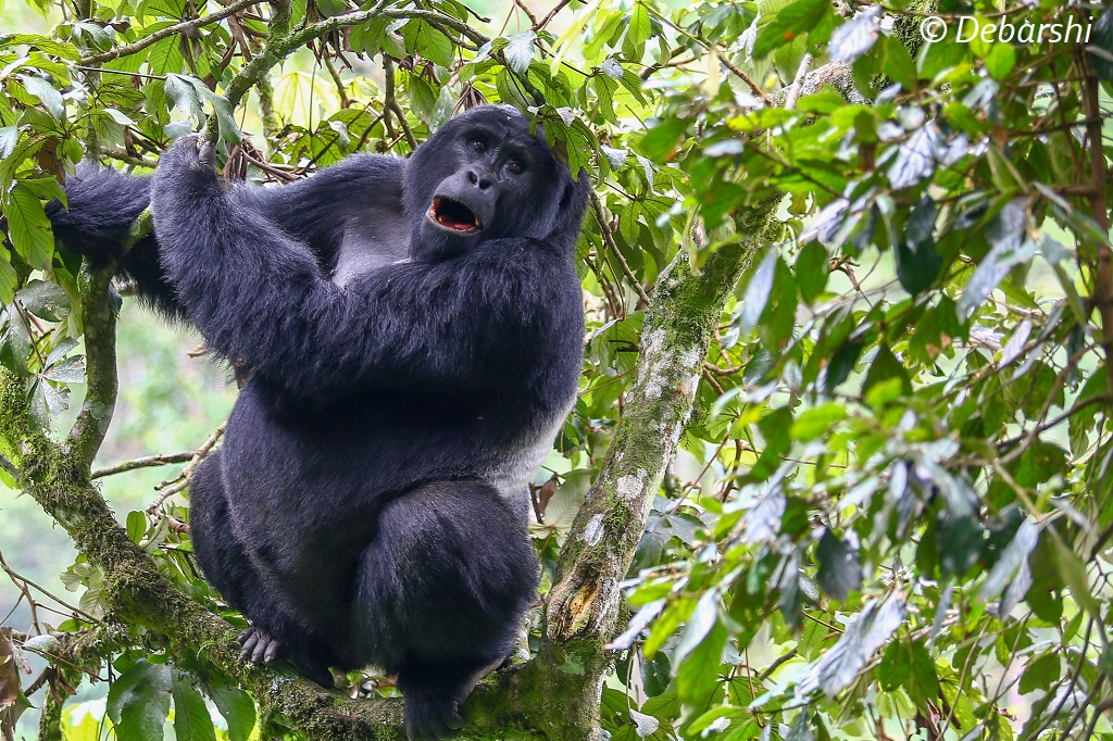 Mukiza Silverback Gorilla