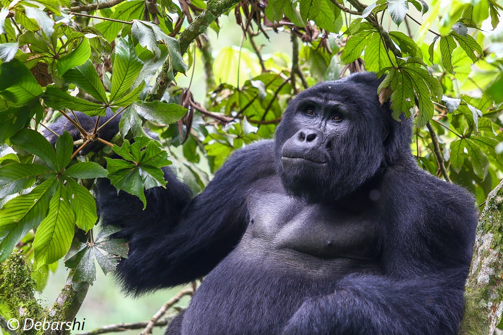 Adult male Silverback Gorilla Mukiza