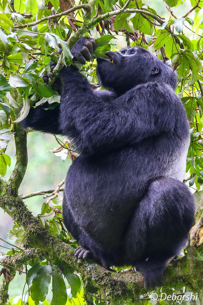 Adult male silverback Mukiza feeding