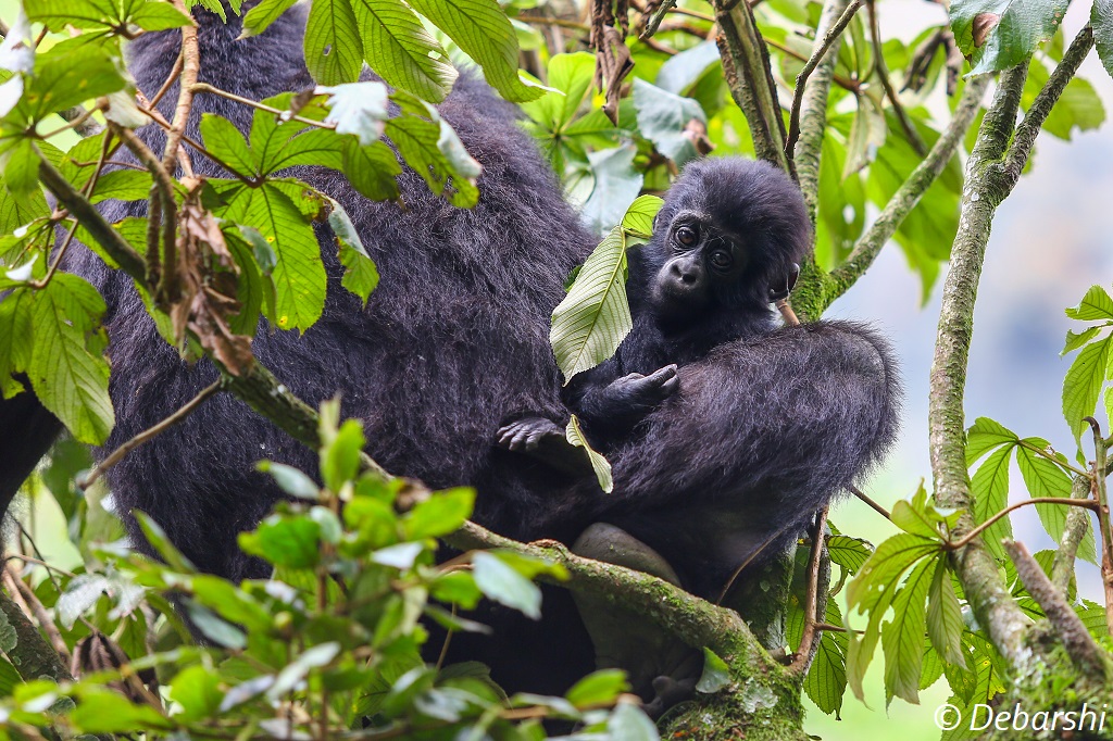 Baby Gorilla on mother's lap