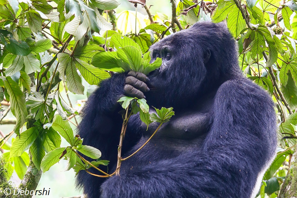 Mukiza Adult Male Mountain Gorilla
