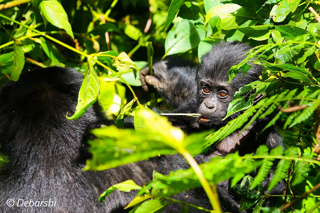 Gorodi Infant Female Gorilla